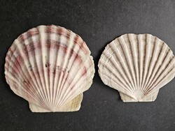 Szent Jakab-kagyló pár (13,7 cm és 12 cm, Pecten) – Natúr tengeri dekorációs szett