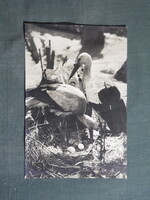 Képeslap,ornitológia,gólya madár család,1956-