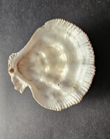 Natúr tengeri kagylóteknő (11,5 cm, Spondylus gaederopus) – Autentikus tengeri dekoráció / ékszertar