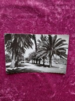 Franciaország, Bandol (Côte d’Azur) pálmasétány fekete-fehér képeslap – 1955-ben kézzel írt