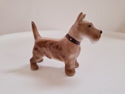 Aquincum Fox Terrier Kutyus