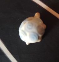 Extra mini aquazur teknős