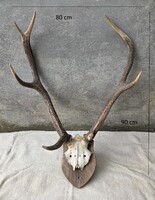 Gím trófea eladó 3,7 kg-os