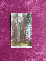 Ausztrál vintage fotó képeslap – Lake Barrine Twin Kauri Pines (cikkcakkos szélű)