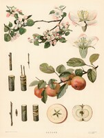 Almafa - vintage orosz botanikai illusztráció reprint nyomat, alma virág levél gyümölcs konyha dekor