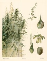 Kannabisz, marihuána, kender, fű - vintage orosz botanikai illusztráció reprint nyomat