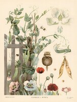Borsó és mák - vintage orosz botanikai illusztráció reprint nyomat, pipacs, veteményes konyha kert