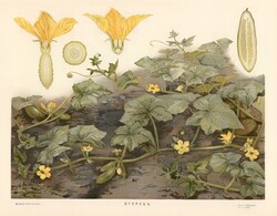 Uborka - vintage orosz botanikai illusztráció reprint nyomat, vetemény, zöldség, konyha kert dekor