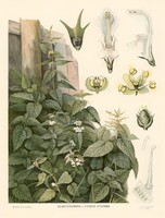 Csalán és árvacsalán - vintage régi orosz botanikai illusztráció reprint nyomat, gyógynövény kert