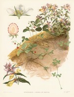 Erdei szamóca, csormolya - vintage orosz botanikai illusztráció reprint nyomat, vad gyümölcs eper