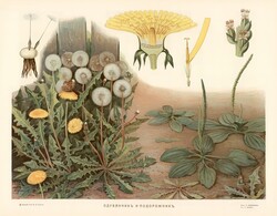 Gyermekláncfű, pitypang, kutyatej - vintage régi orosz botanikai illusztráció reprint nyomat,