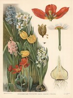 Tavaszi hagymás virágok tulipán nárcisz jácint - régi orosz botanikai illusztráció reprint nyomat