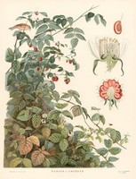Málna és szeder - vintage régi orosz botanikai illusztráció reprint nyomat, bogyós vad gyümölcs