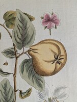 1754 Elisabeth Blackwell - Birsalma (Cydonea) - Eredeti, kézzel színezett rézmetszet + Certifikát
