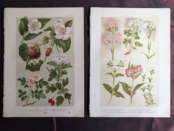 Hollóházi Antique Botanical Plates (2 pcs) – From Hoffmann-Wagner Florets (Rosaceae and Wildflowers)