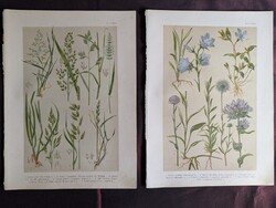 Antique Botanical Plates (2 pcs) from Hoffmann-Wagner's Flora Series (Meadow Grasses and Bellflowers)