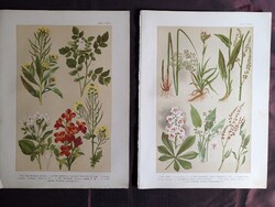 Antique Botanical Prints (2 pcs) – Hoffmann-Wagner Flora Series (Bokréta Tree and Wildflowers)