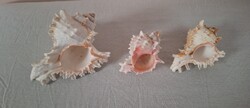 Sea Shells 3 pcs