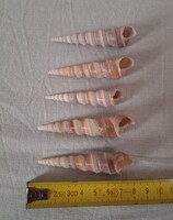 Towersnail Shells 5 pcs