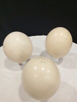 3 Ostrich Eggs