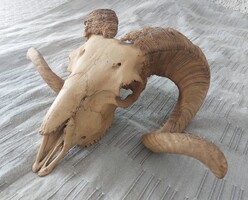 Goat skull trophy.