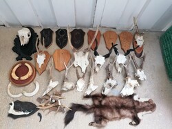 DEER BUCK, ACORN, STAG HIDE, CLAW SCRATCHER, DISPLAYED TROPHY