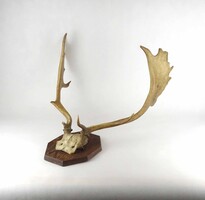 2B600 Fallow Deer Antler Trophy for GÉZA INSTRUCTOR