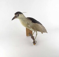 2B597 Antique Little Egret - Cattle Egret - Nycticorax nycticorax bird taxidermy