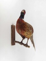 2B599 Pheasant Rooster - Phasianus colchicus Hunting Taxidermy