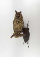 2B598 Antique Forest Barn Owl - Asio otus Taxidermy