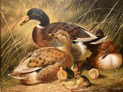 Wild ducks
