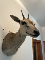 Stunning African steenbok (antelope) taxidermy, trophy