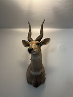 Beautiful African antelope trophy mount