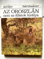 The Lion is Not the King of Animals