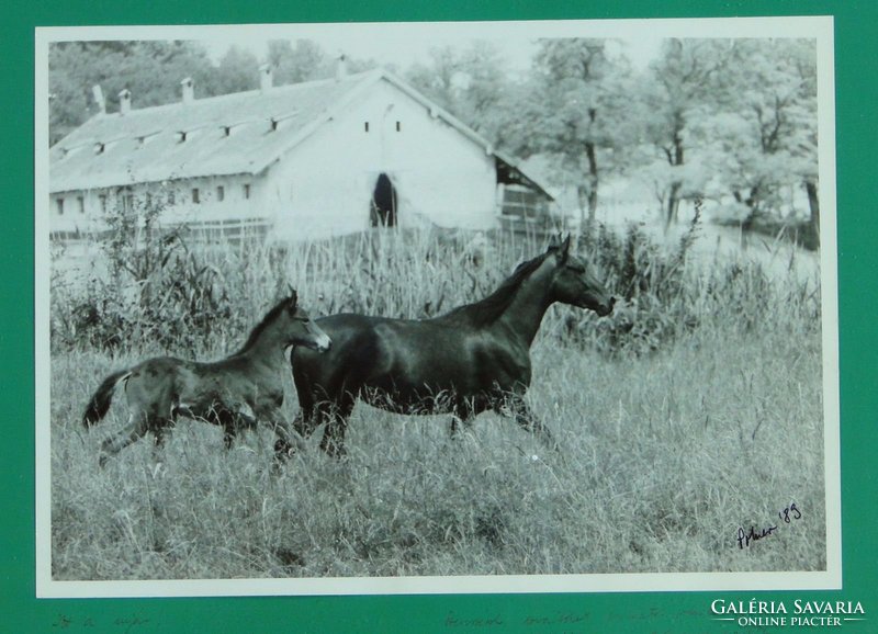 0C218 Eredeti lovas fotográfia Polner szignóval