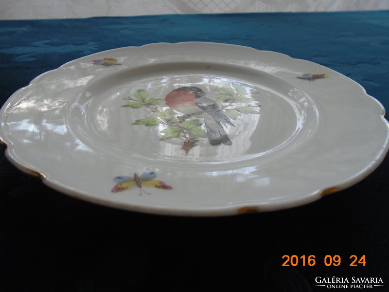 19.Hand-painted parrot butterfly plate