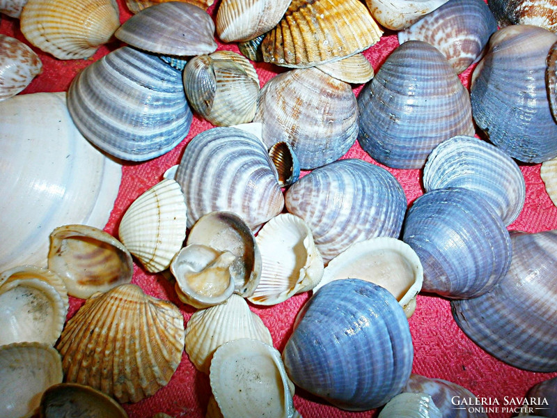 The wonder shells of the sea!