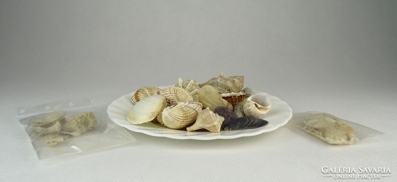 0P177 Régi kagyló csiga tengeri kőzet csomag