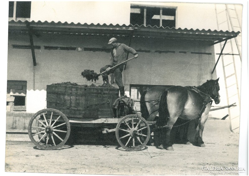 Borászat, szőlészet Vintage fotó 18*25 Prehoda József borász felvétele