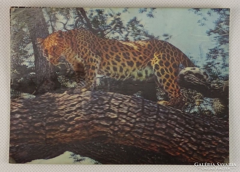 0V501 3 dimenziós leopárdos állatos képeslap