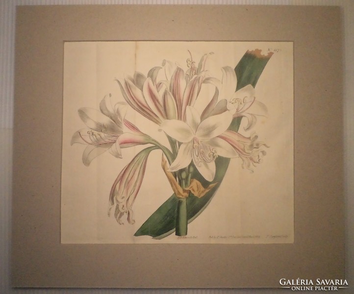 Curtis's botanical magazine vol.29. 1809.