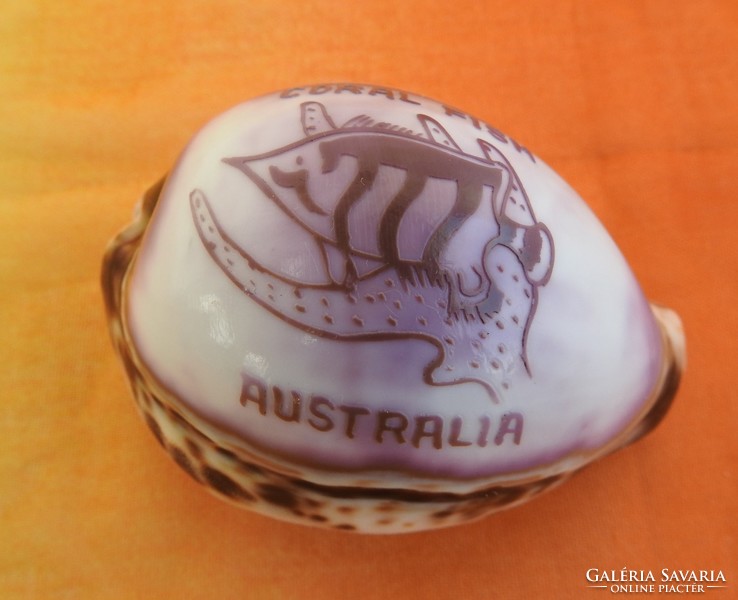 Ausztráliai díszkagyló - CORAL FISH AUSTRALIA