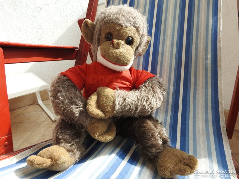 Nagyméretű öreg majom : Charley a csimpánz