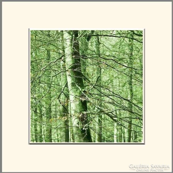 Moira risen: the wooden jewelry box - emerald. Contemporary, signed fine art print, green forest beech tree