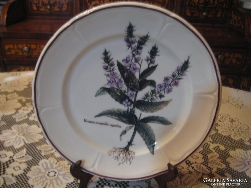 Veronica anagallis agatica, herb, botanical decorative plate 25 cm