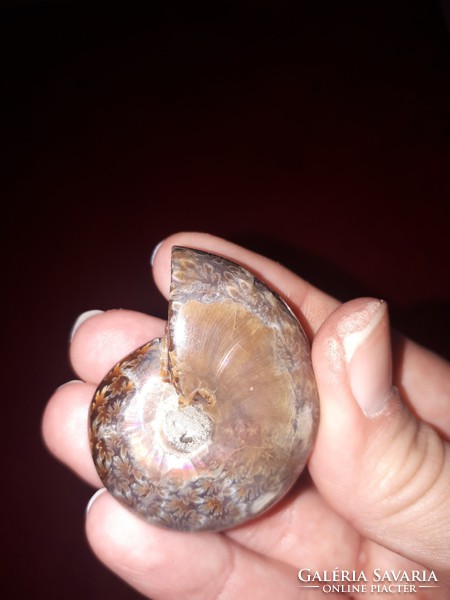 Madagaszkári hibátlan irizáló ammonitesz 