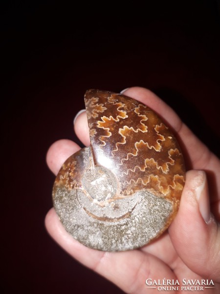 Madagaszkári hibátlan ammonitesz 
