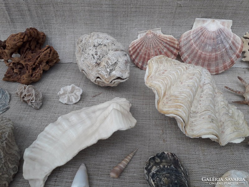 Sea shells snails and fossils.