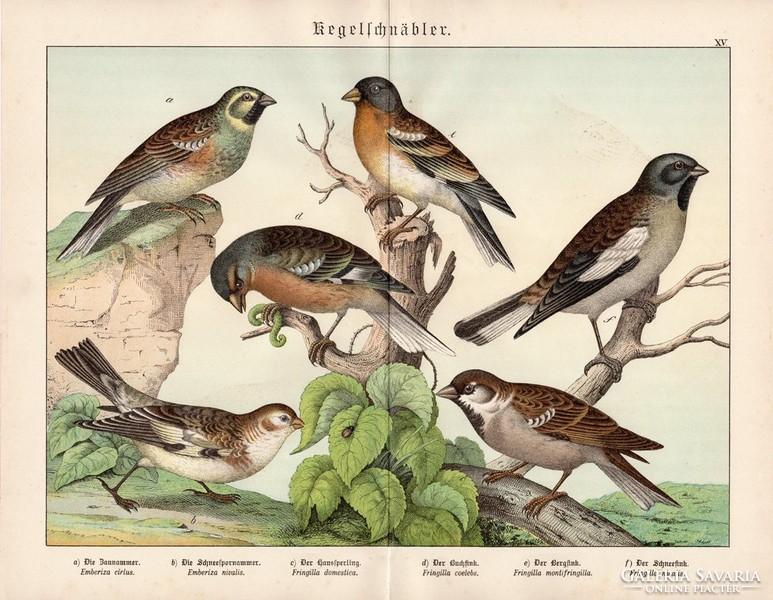 Veréb, hósármány, sövénysármány, pinty, litográfia 1886, eredeti, 32 x 41 cm, nagy méret, madár