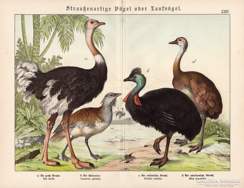 Túzok, sisakos kazuár, strucc, nandu, litográfia 1886, eredeti, 32 x 41 cm, nagy méret, madár
